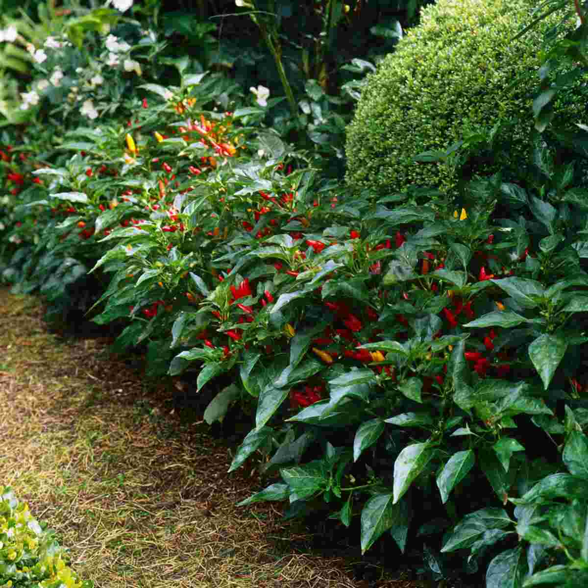 Dwarf Chili Pepper Edging