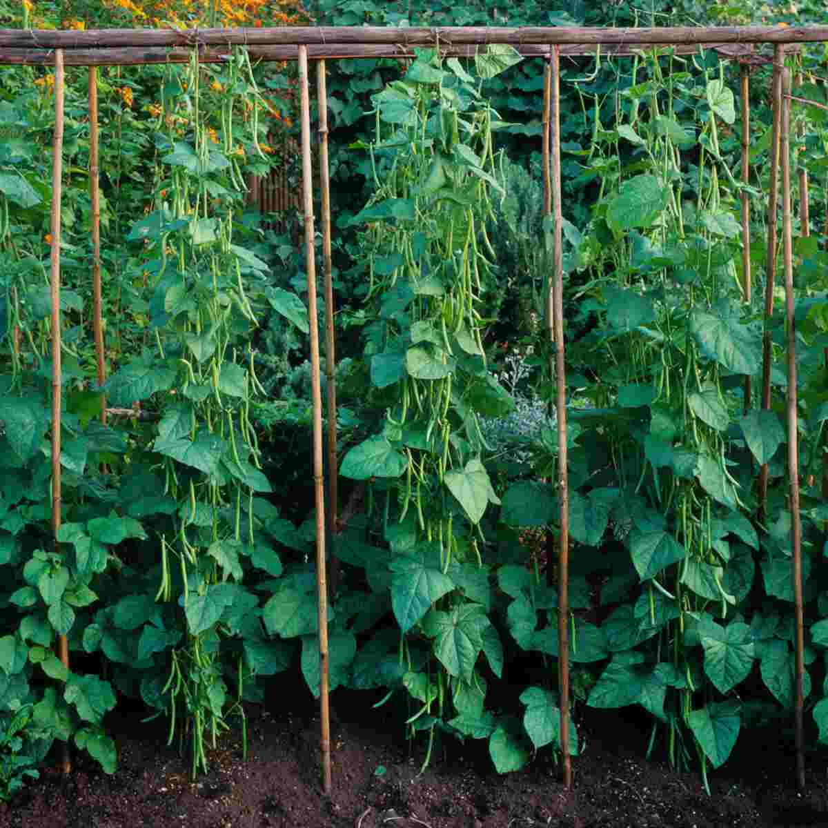 Hanging Rope and Pole Trellis
