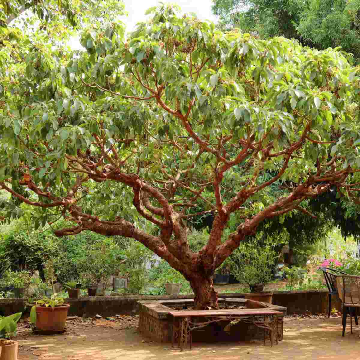 Indian Almond Tree (Terminalia catappa)