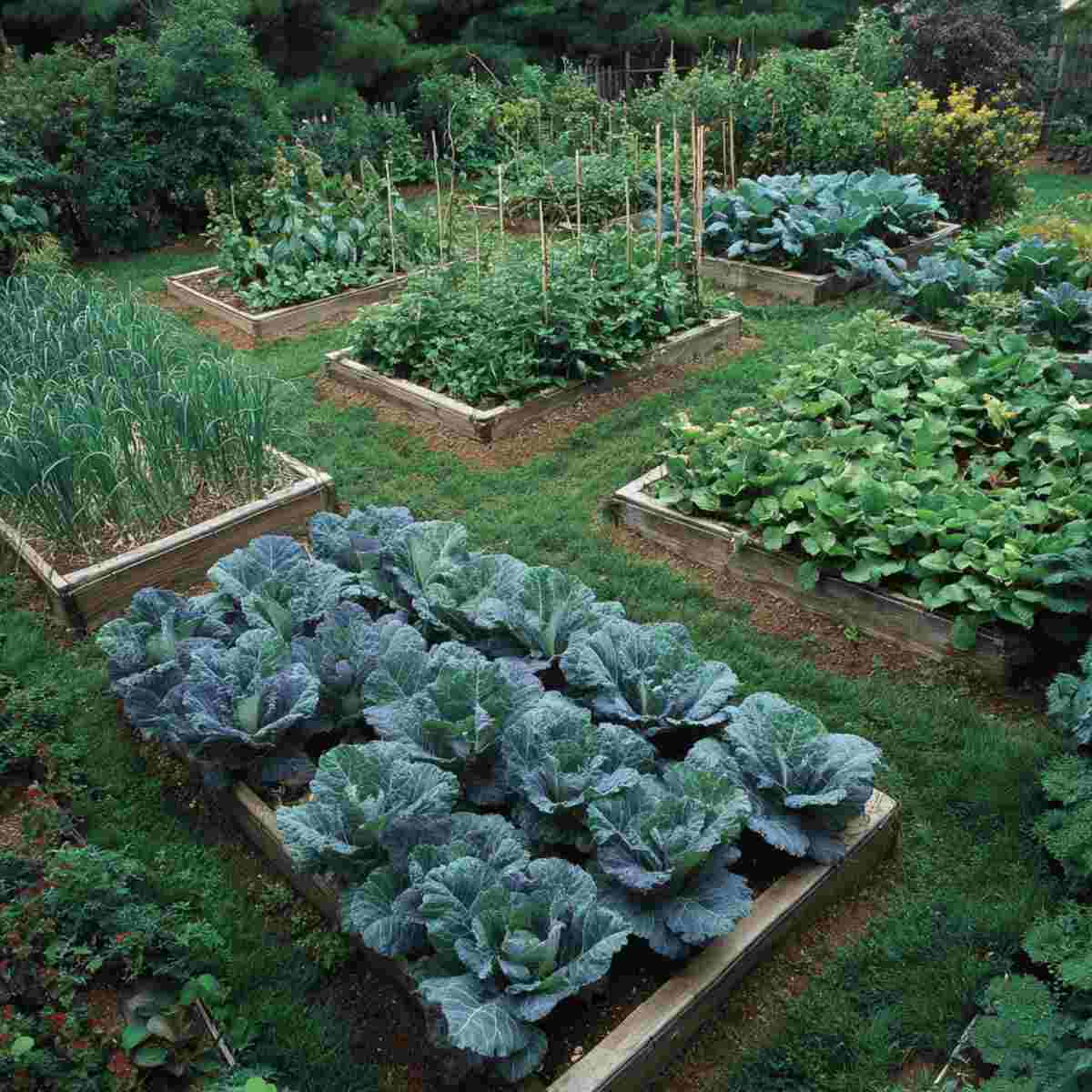 Kale and Garlic Patch