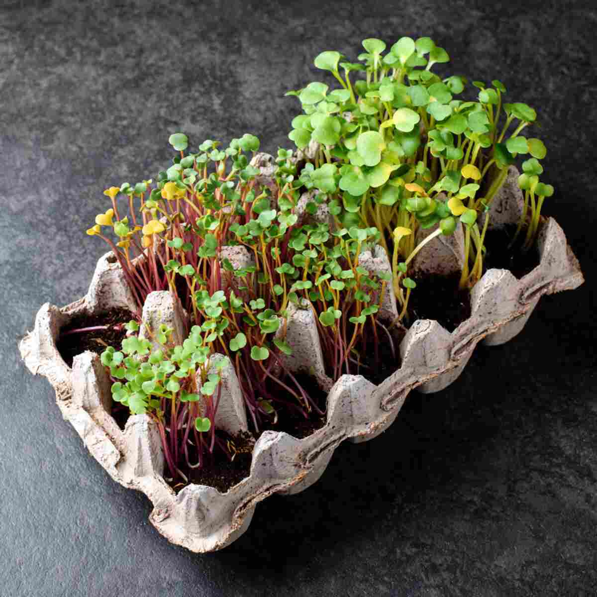 Microgreens Trays