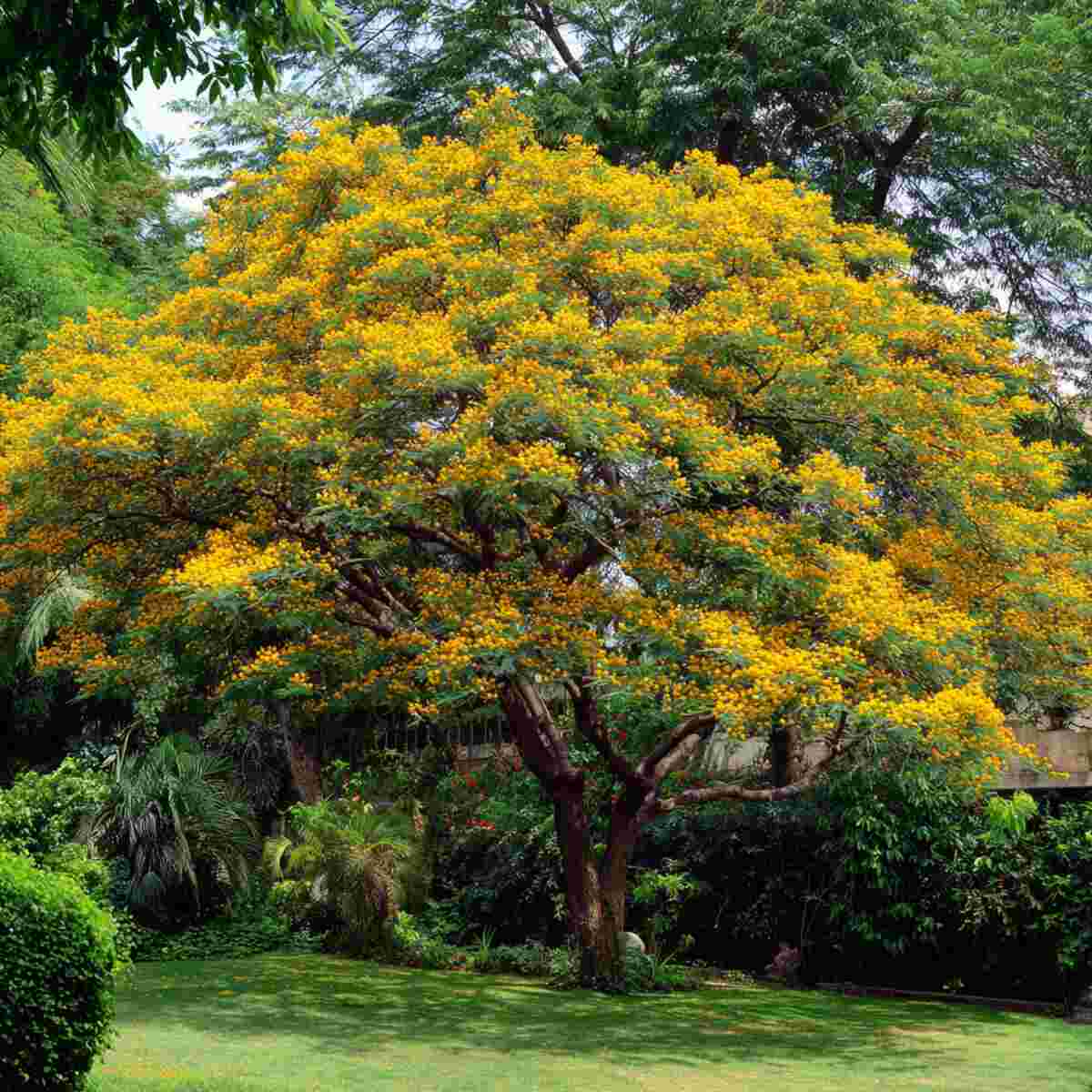 Ashoka Tree