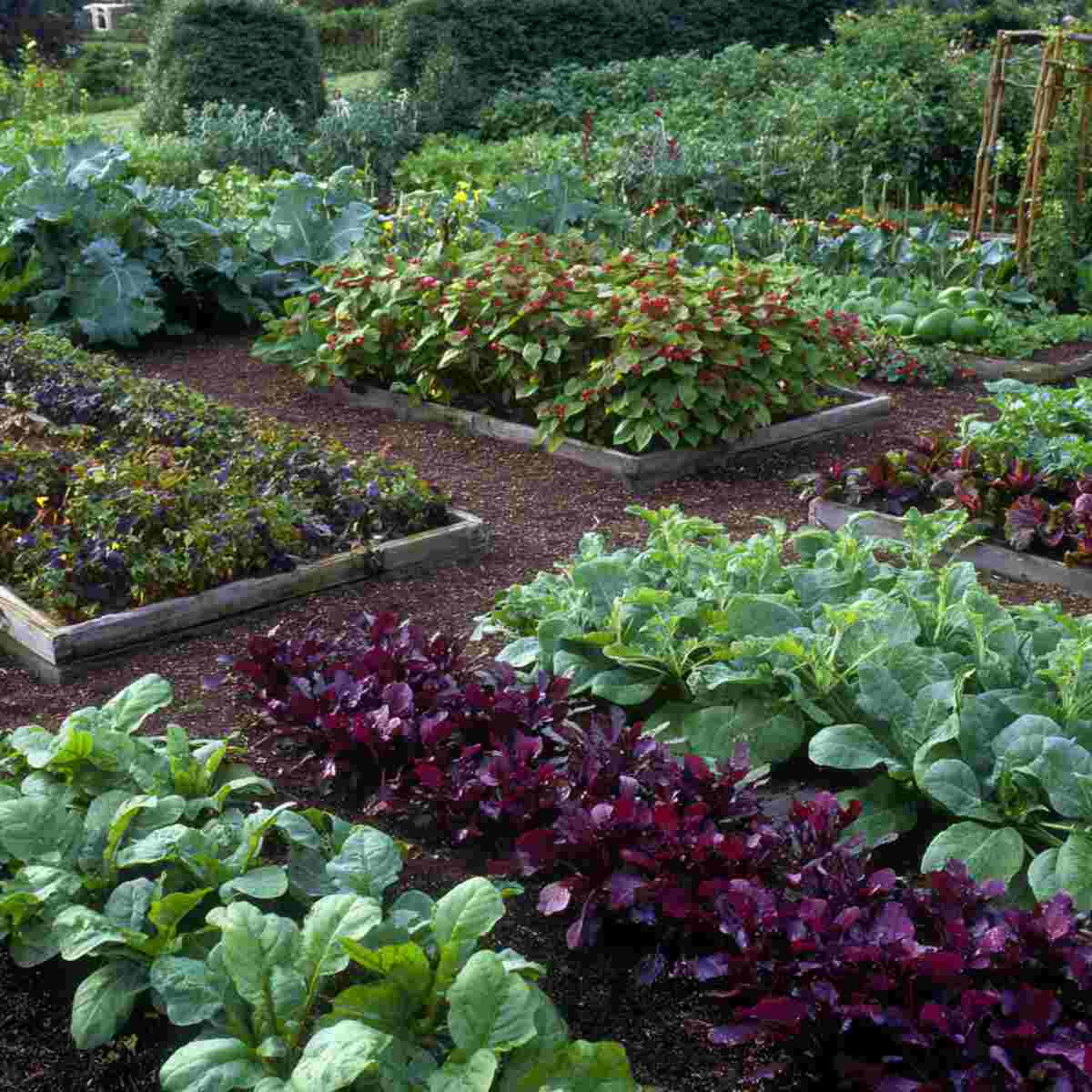 Beets and Bush Beans Bed
