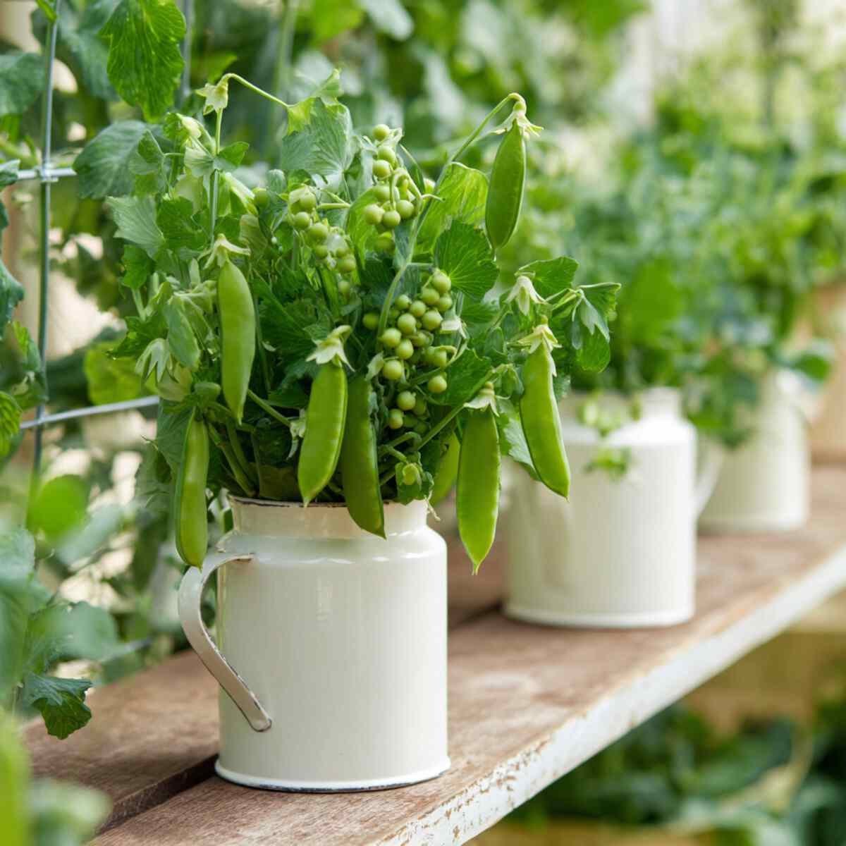 Peas