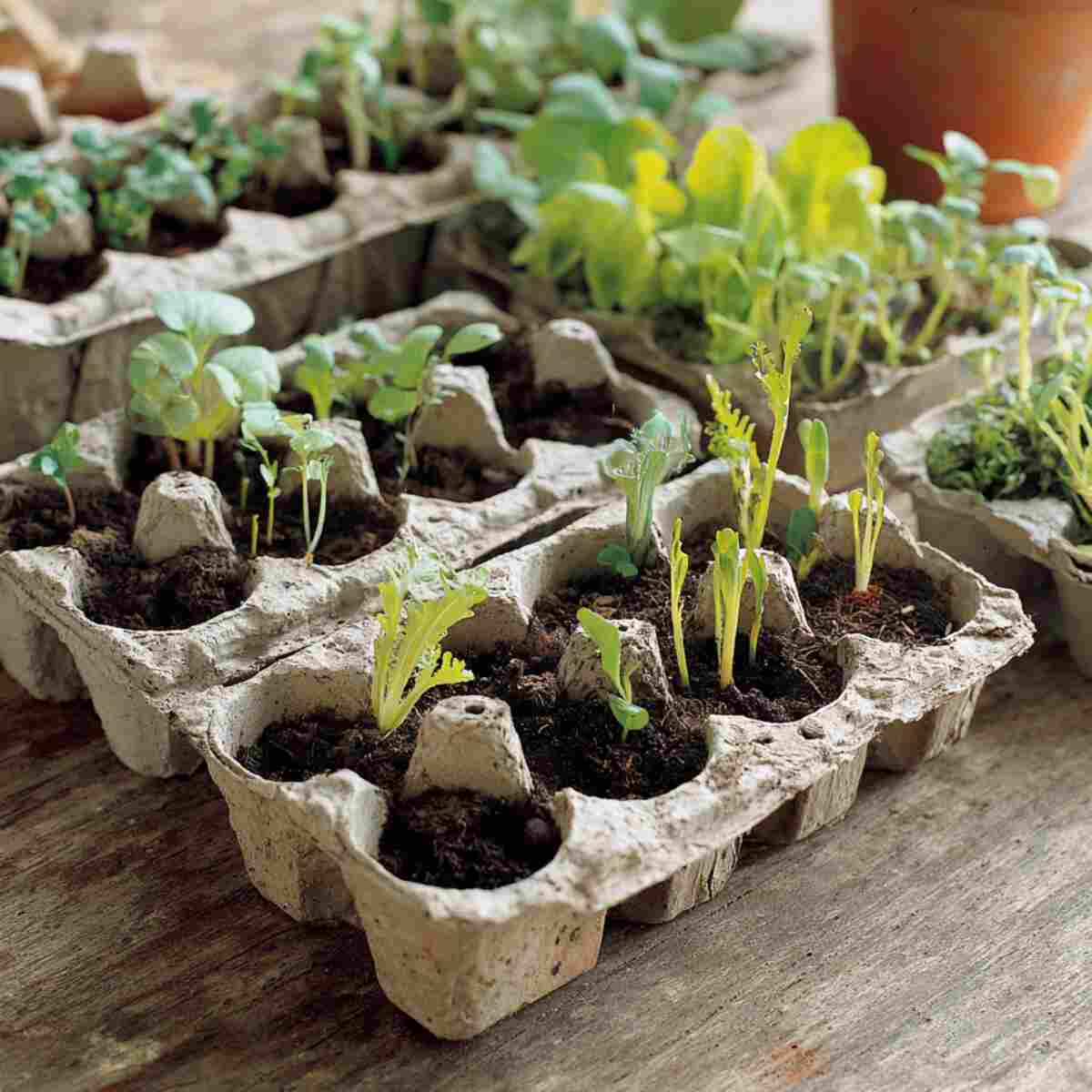 Rooting Cuttings Holders