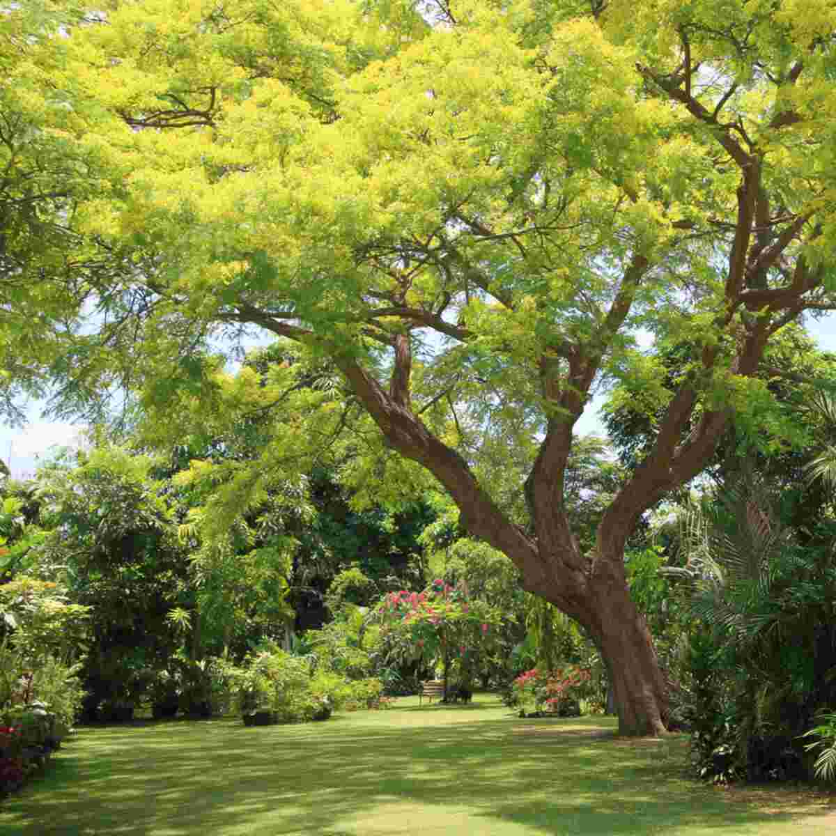 Arjuna Tree