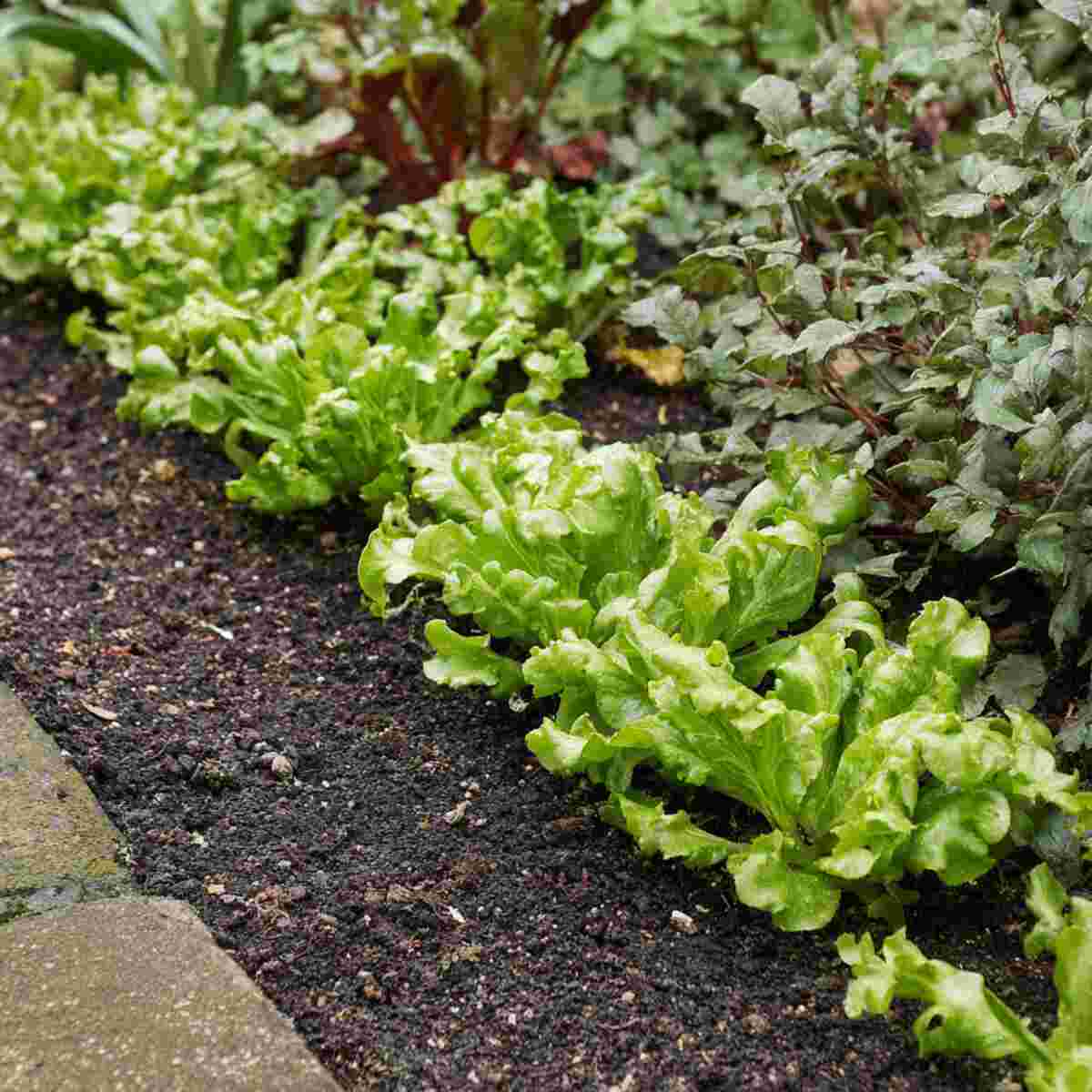 Curly Endive Edge