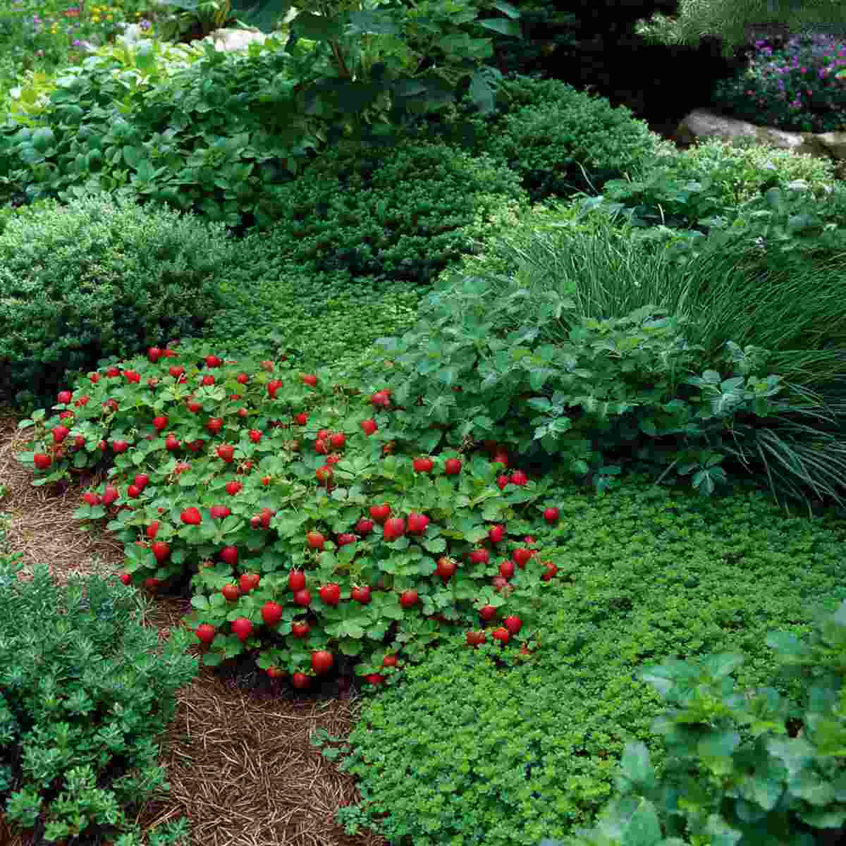 Strawberry and Thyme Groundcover