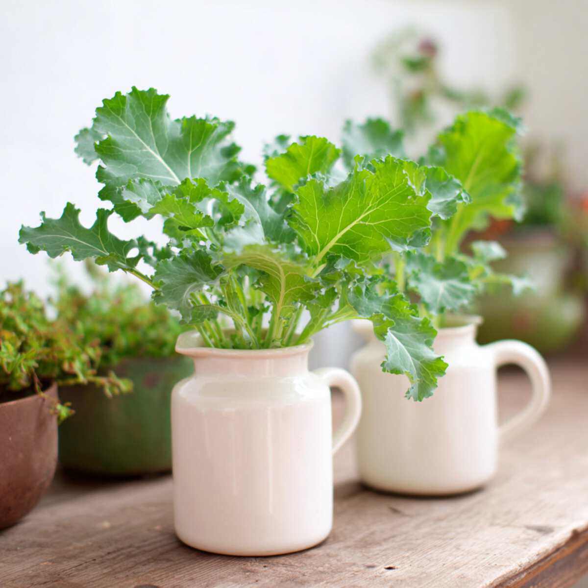 Baby Kale
