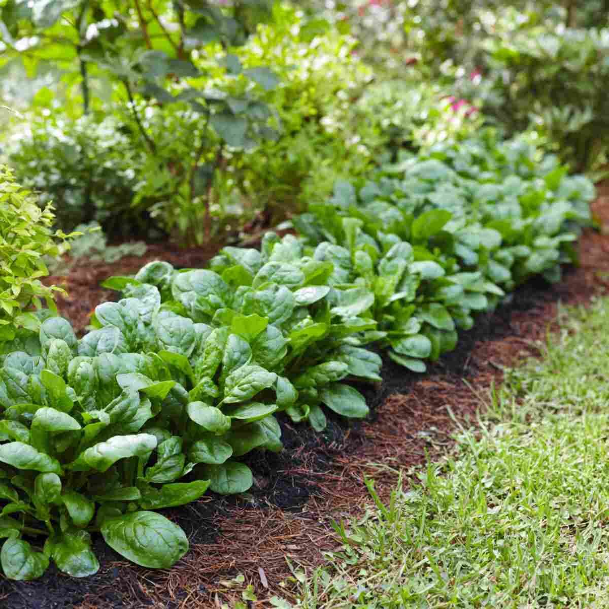Baby Spinach Border