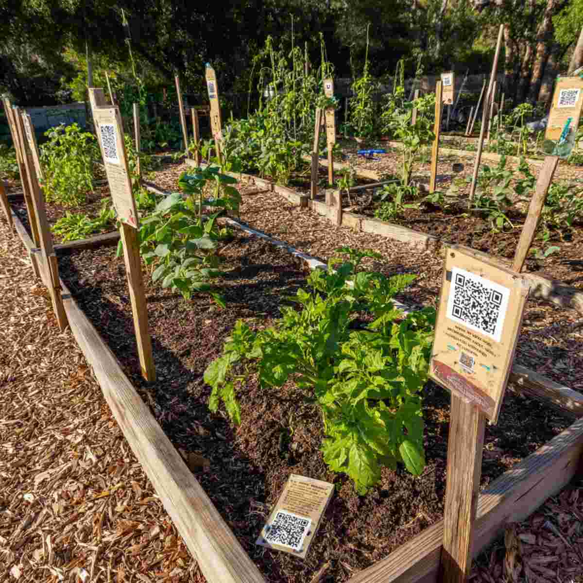 Community Garden with QR Codes for Volunteer Sign-Ups