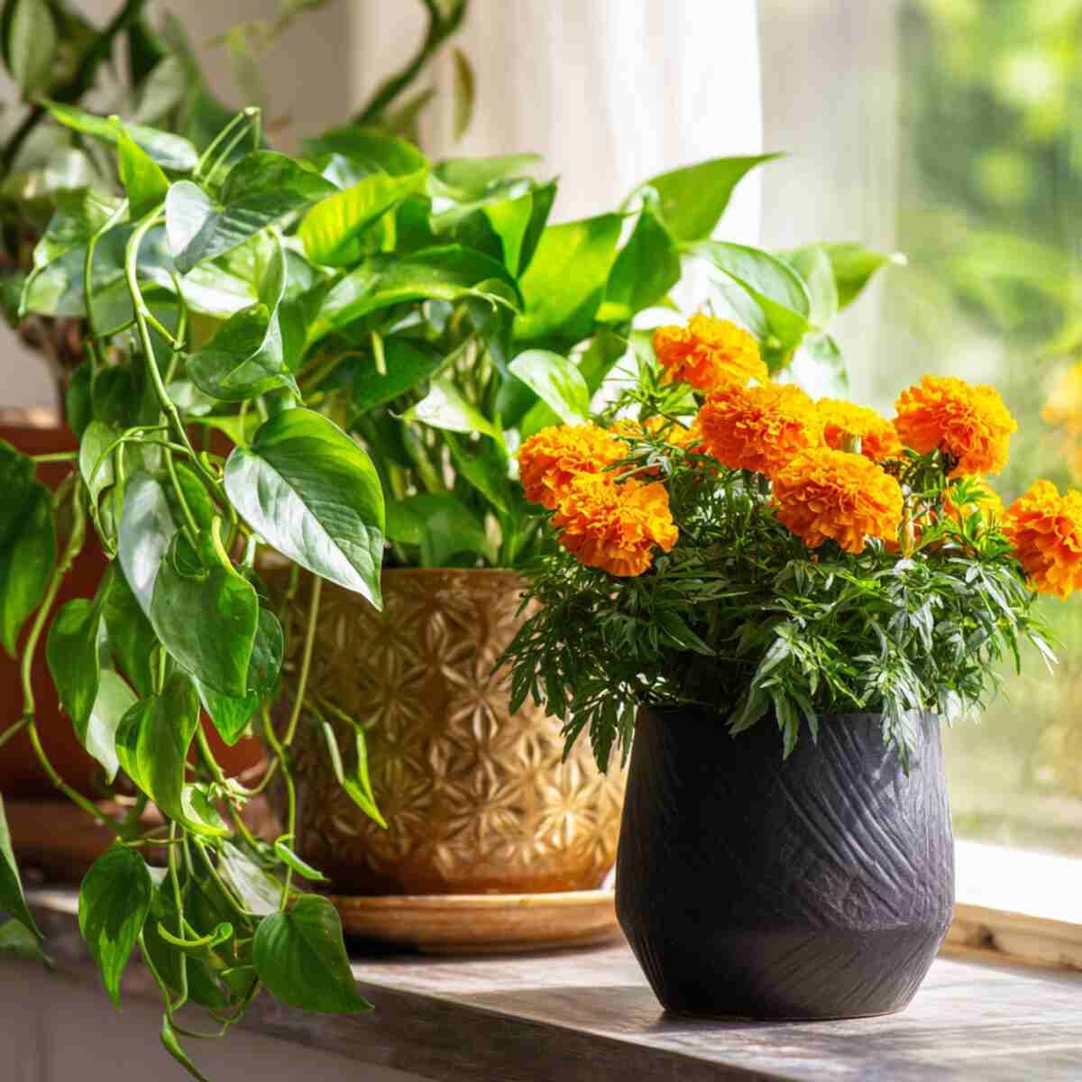 Indoor vs Outdoor Plant Swap Zones
