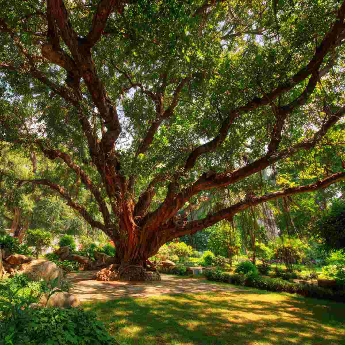 Kadamba Tree