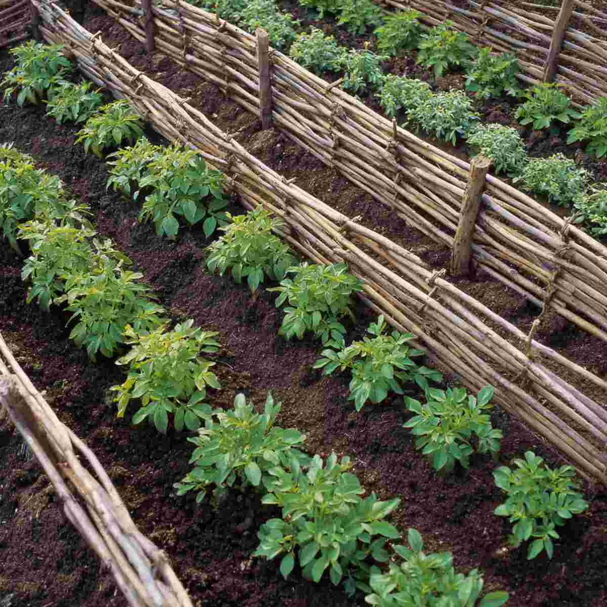 Potato and Horseradish Row