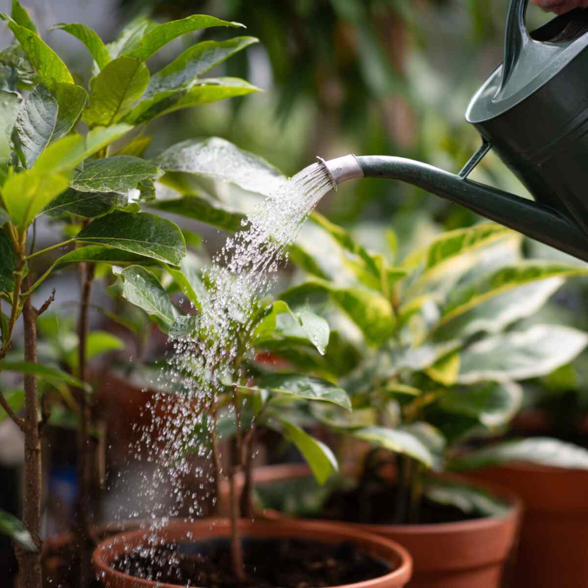 Watering and Plant Care Rotation