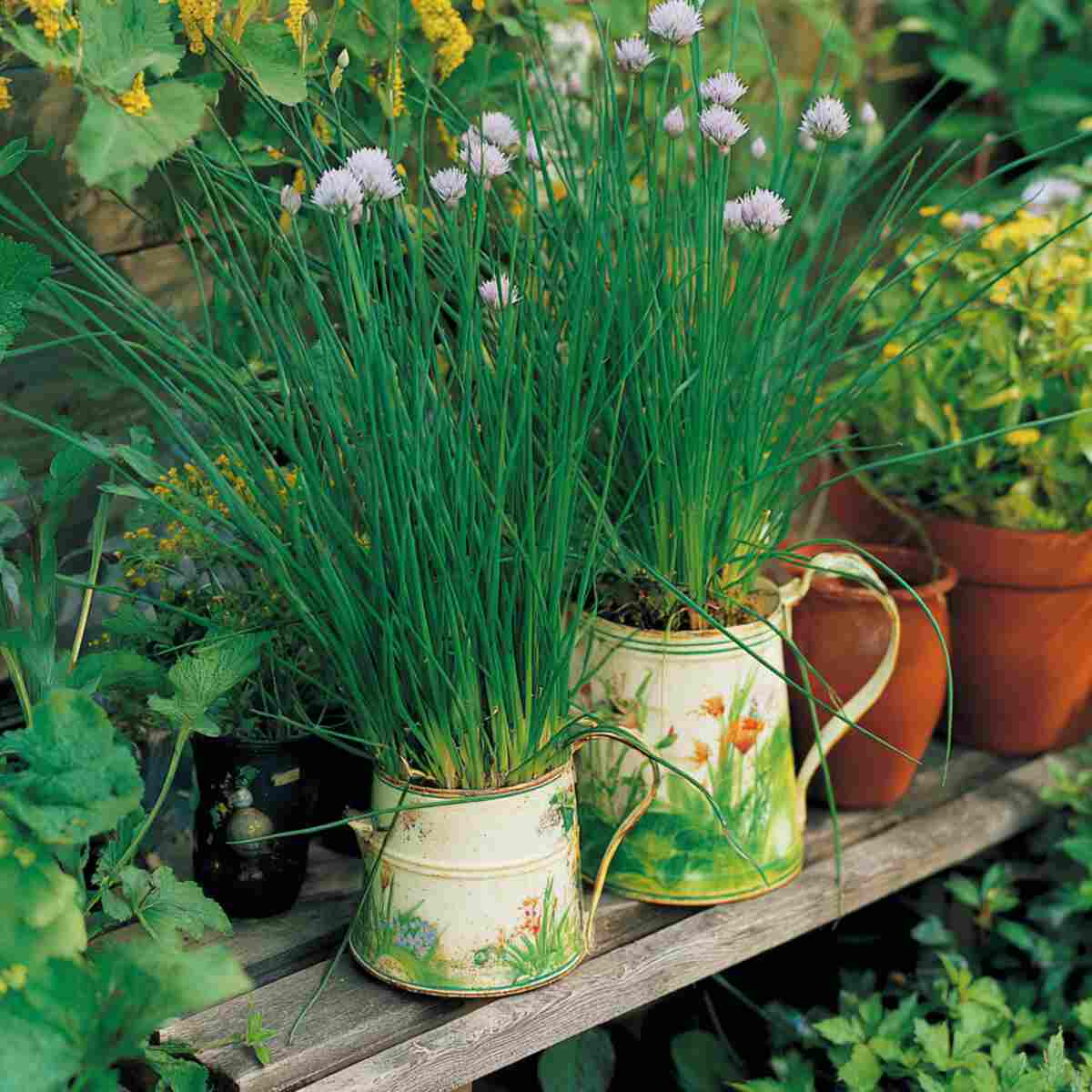 Chives