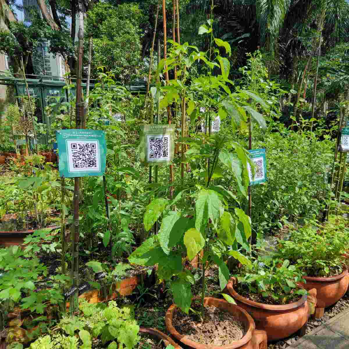 Medicinal Plant Garden with QR Codes for Traditional Uses