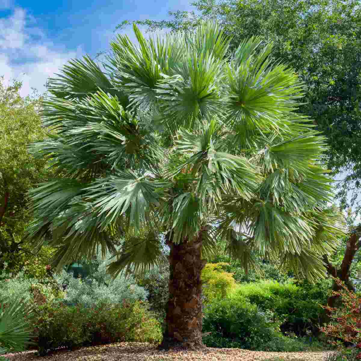 Palmyra Palm