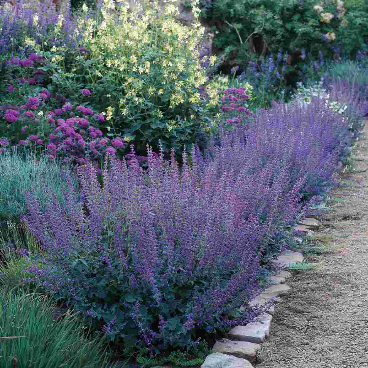 Purple Sage Strip