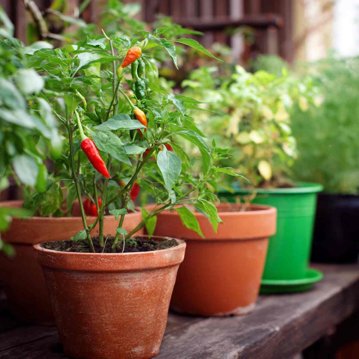 “Grow Your Own Food” Potluck Theme