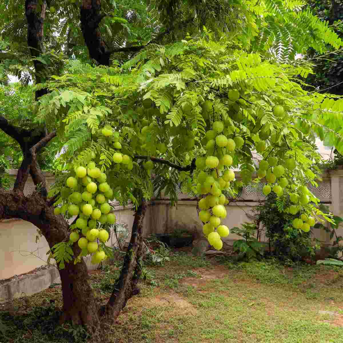 Indian Gooseberry Tree (Amla)