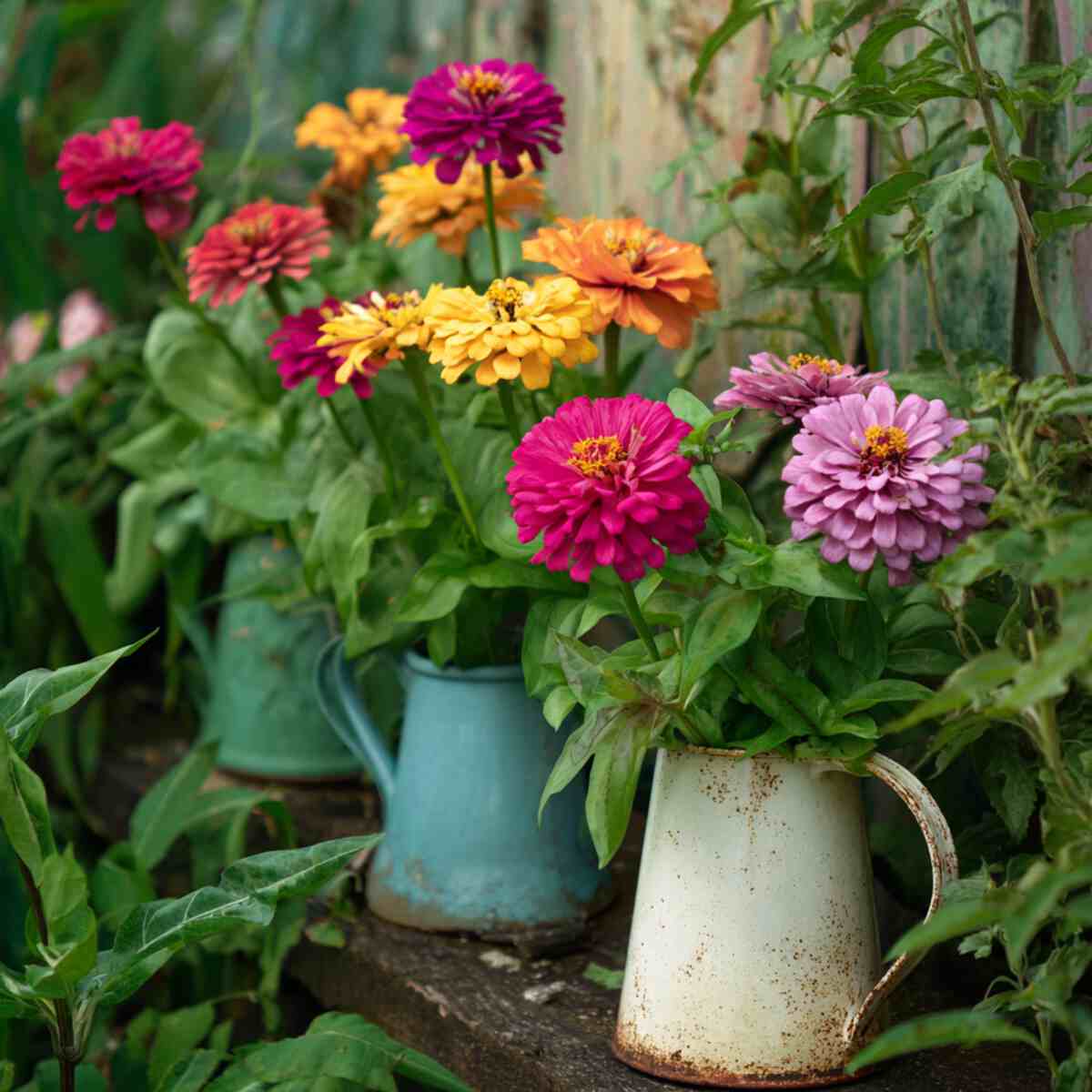 Zinnias