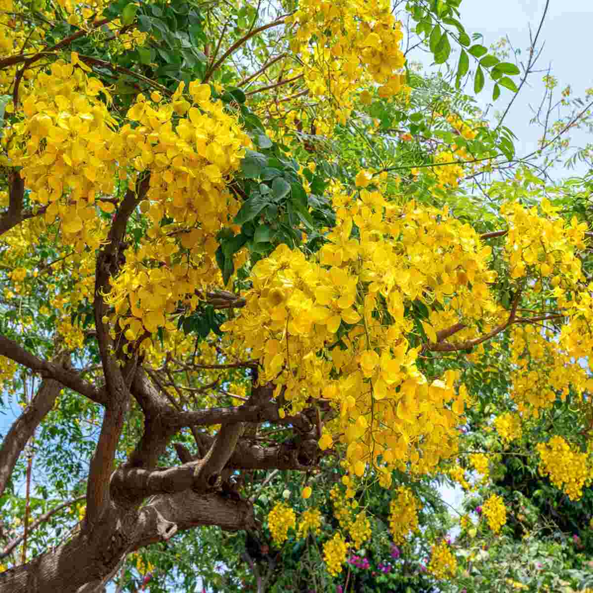 Cassia Fistula (Golden Shower Tree)