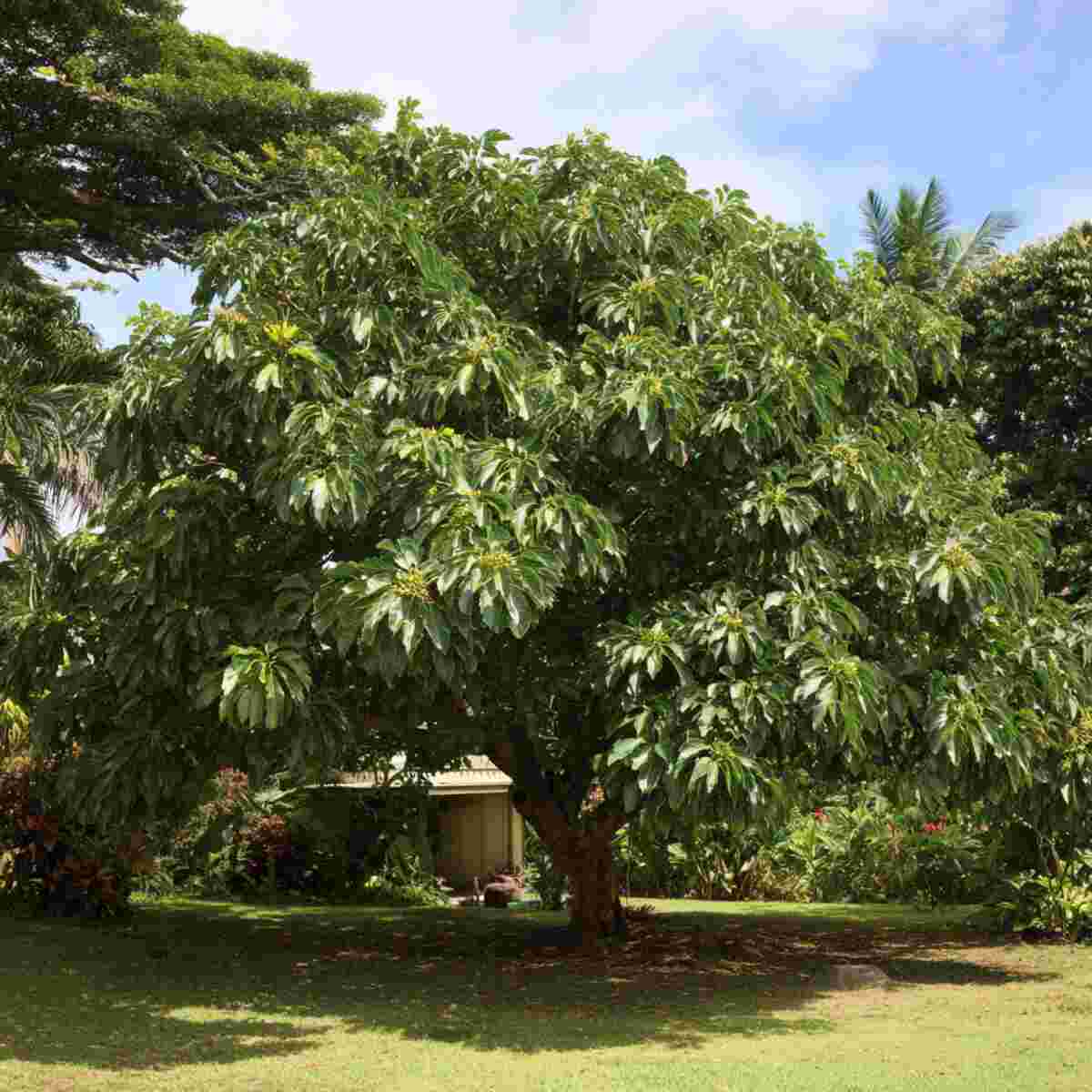 Breadfruit Tree