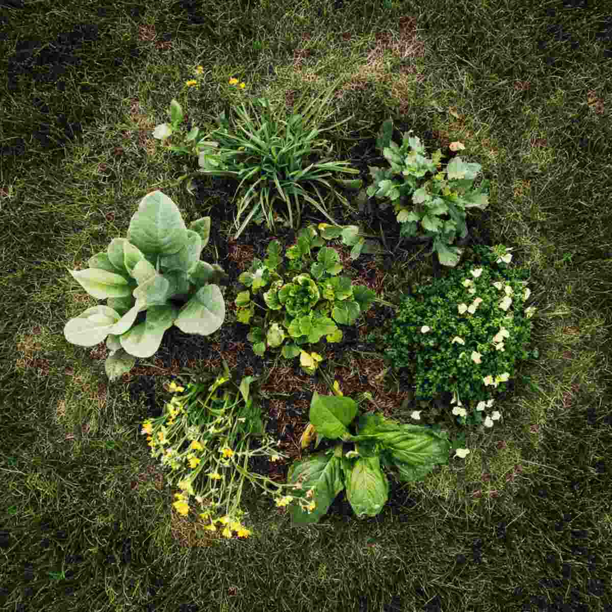 Story Behind the Plant Sharing Circle