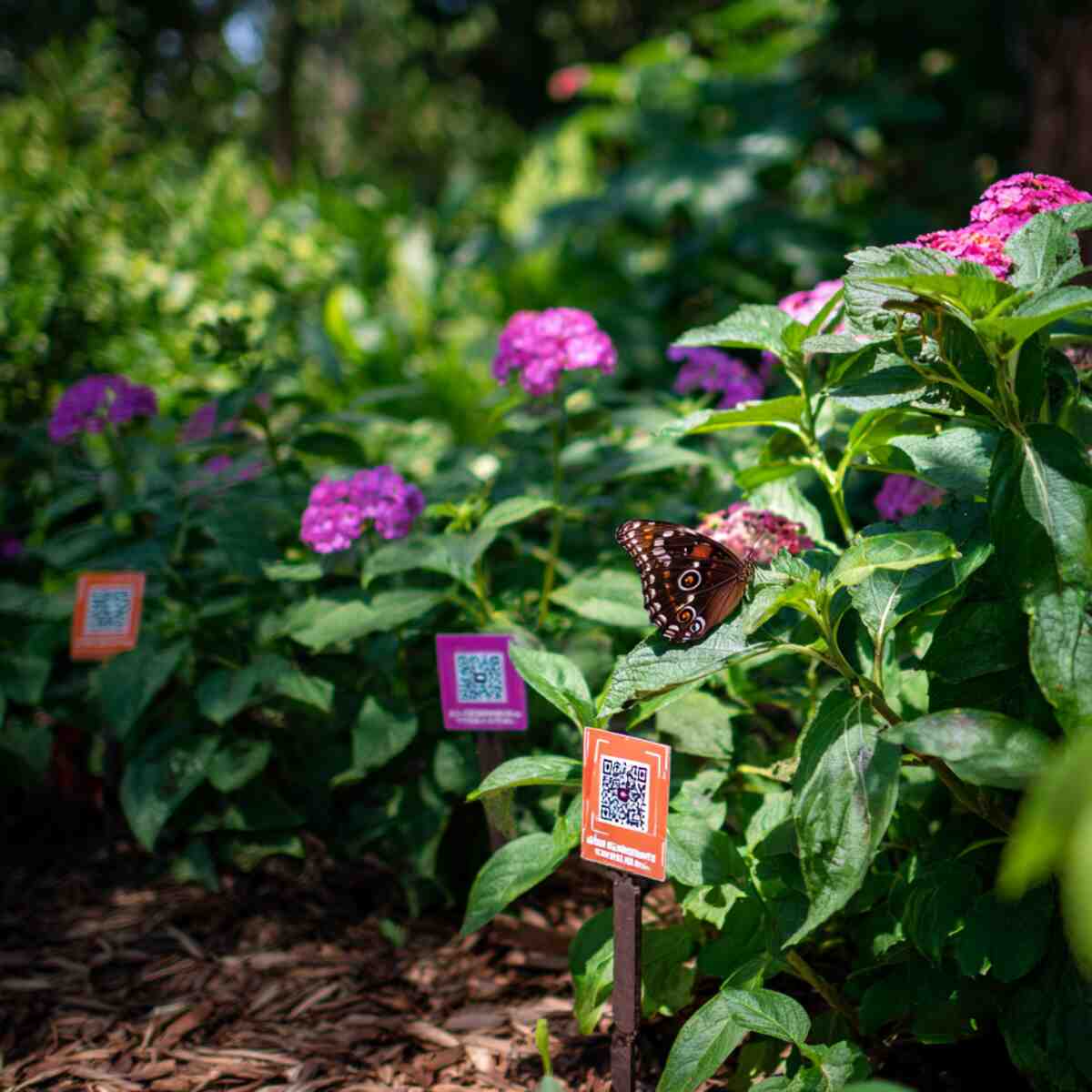 Butterfly Garden with QR Codes for Species Info