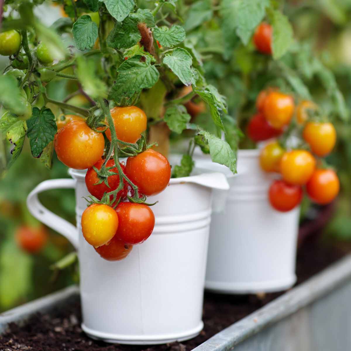Cherry Tomatoes