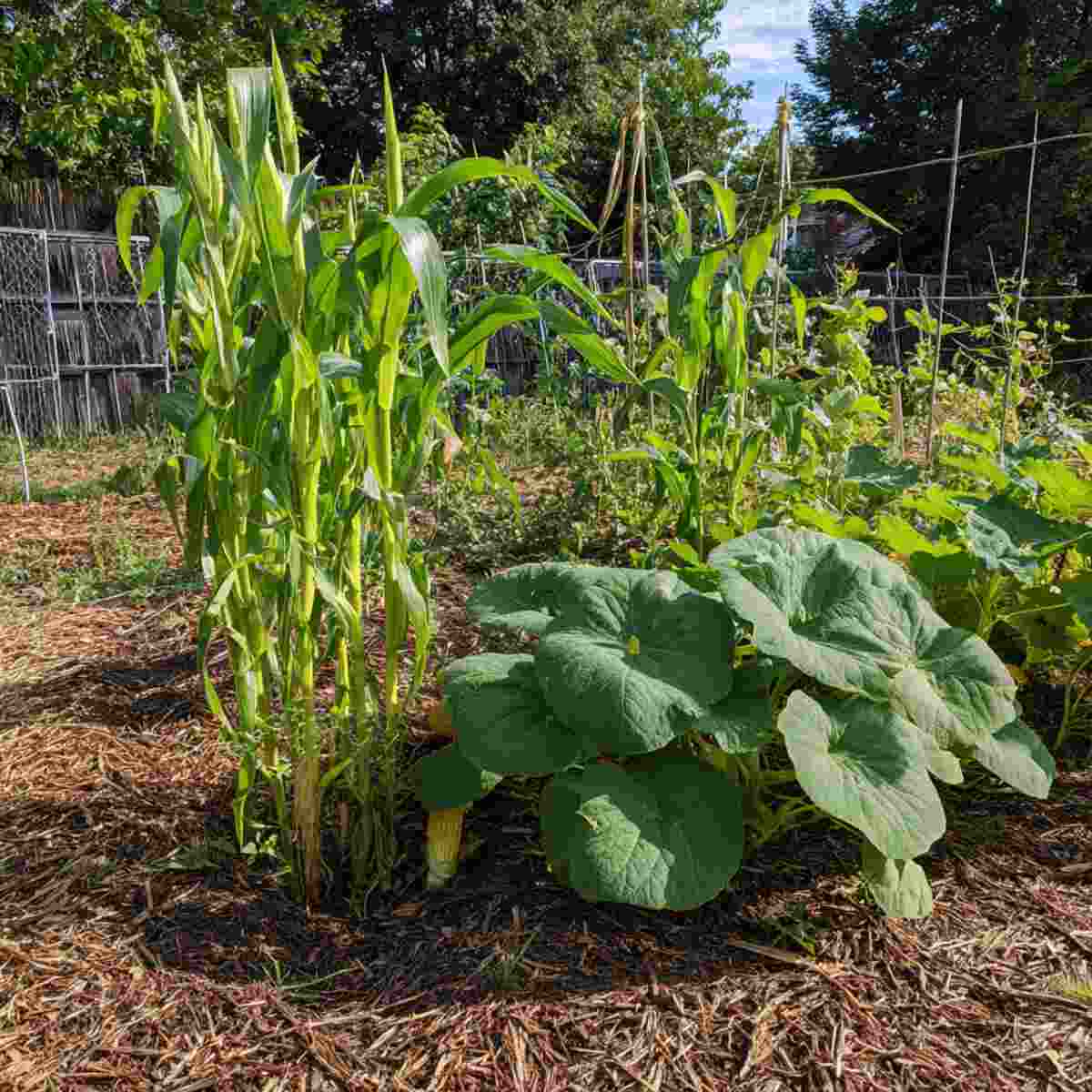 Corn, Beans, and Squash (Three Sisters) Plot