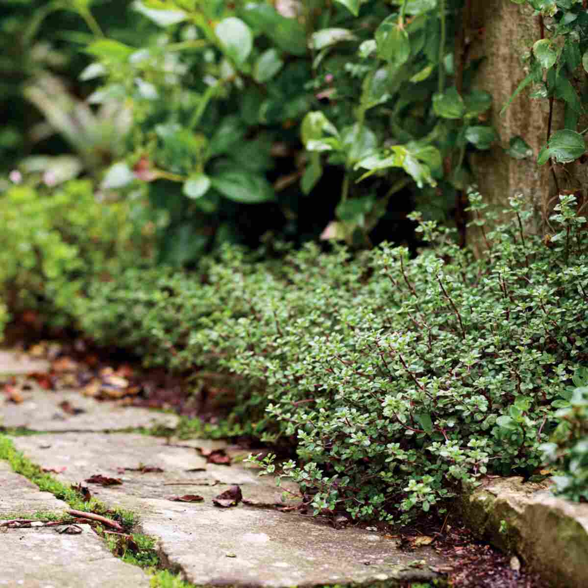 Low-Growing Thyme Border

