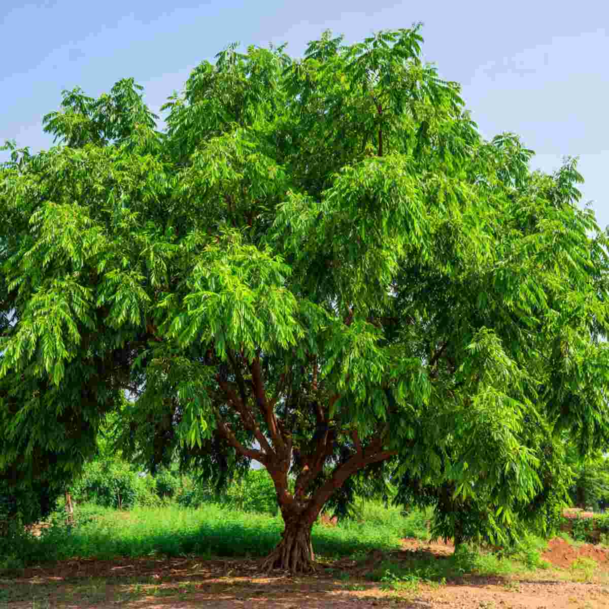 Neem Tree
