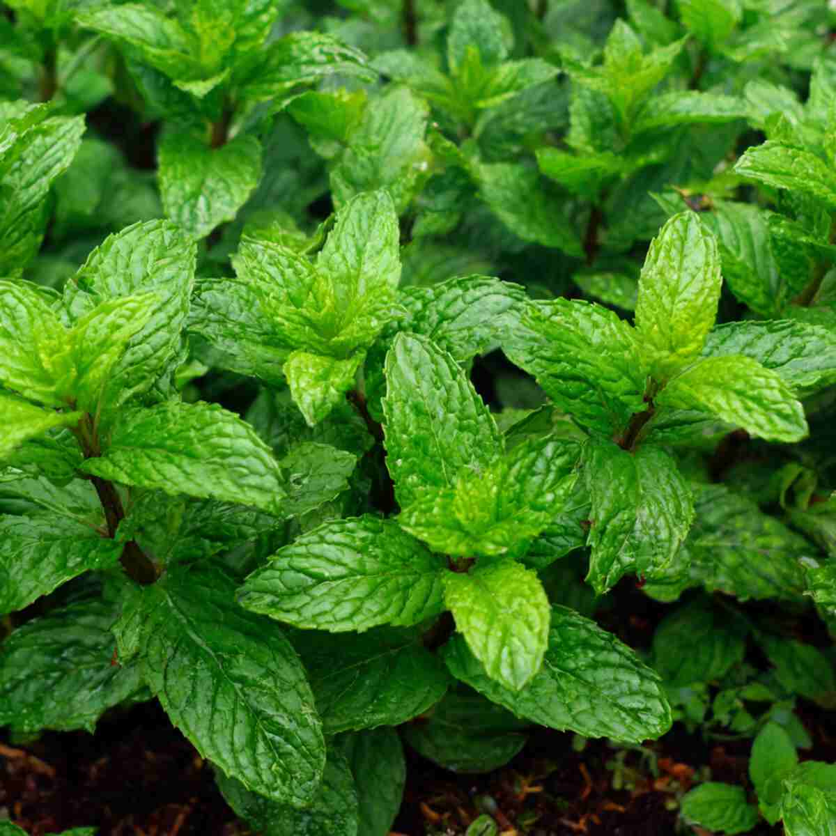 Peppermint