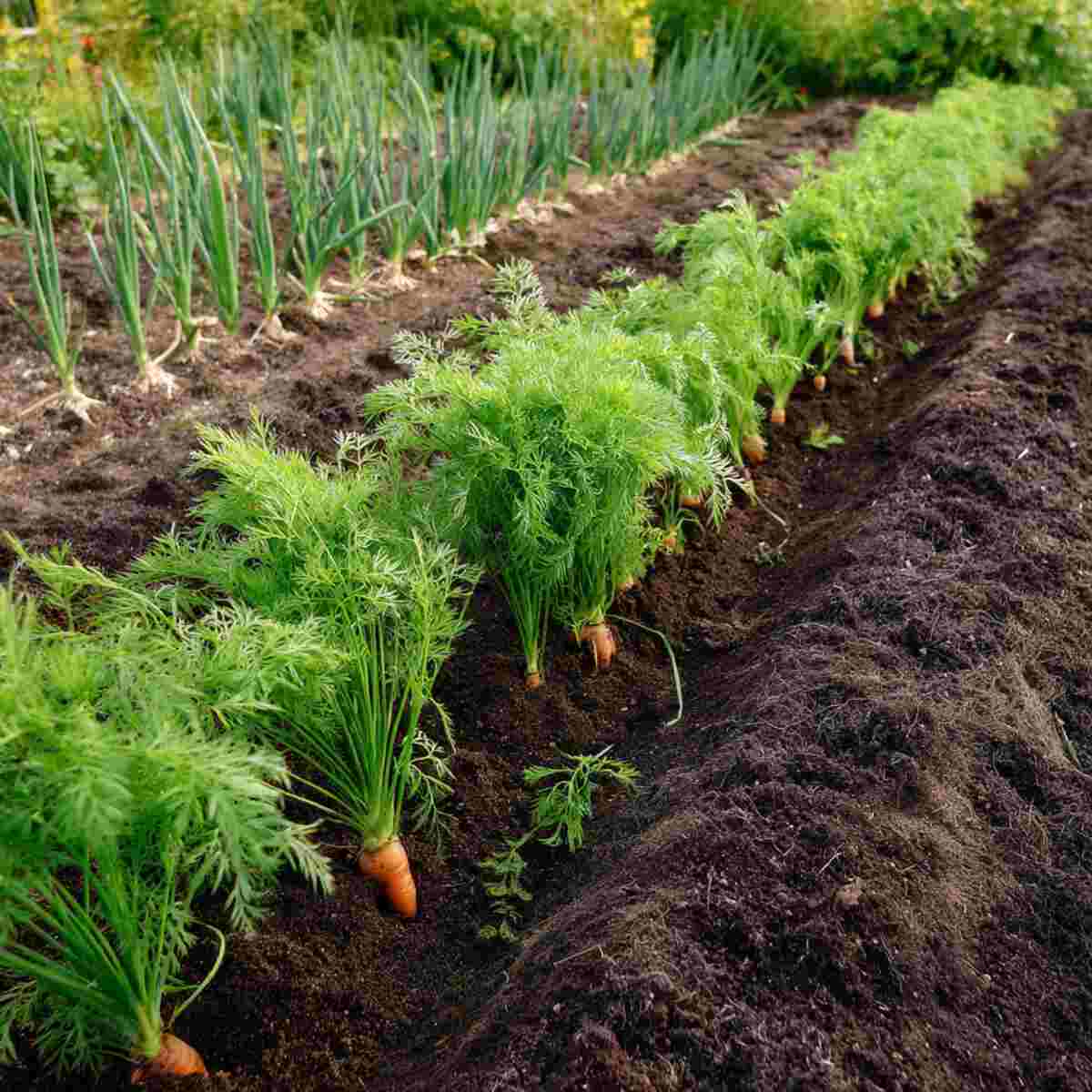 Carrot and Onion Rows