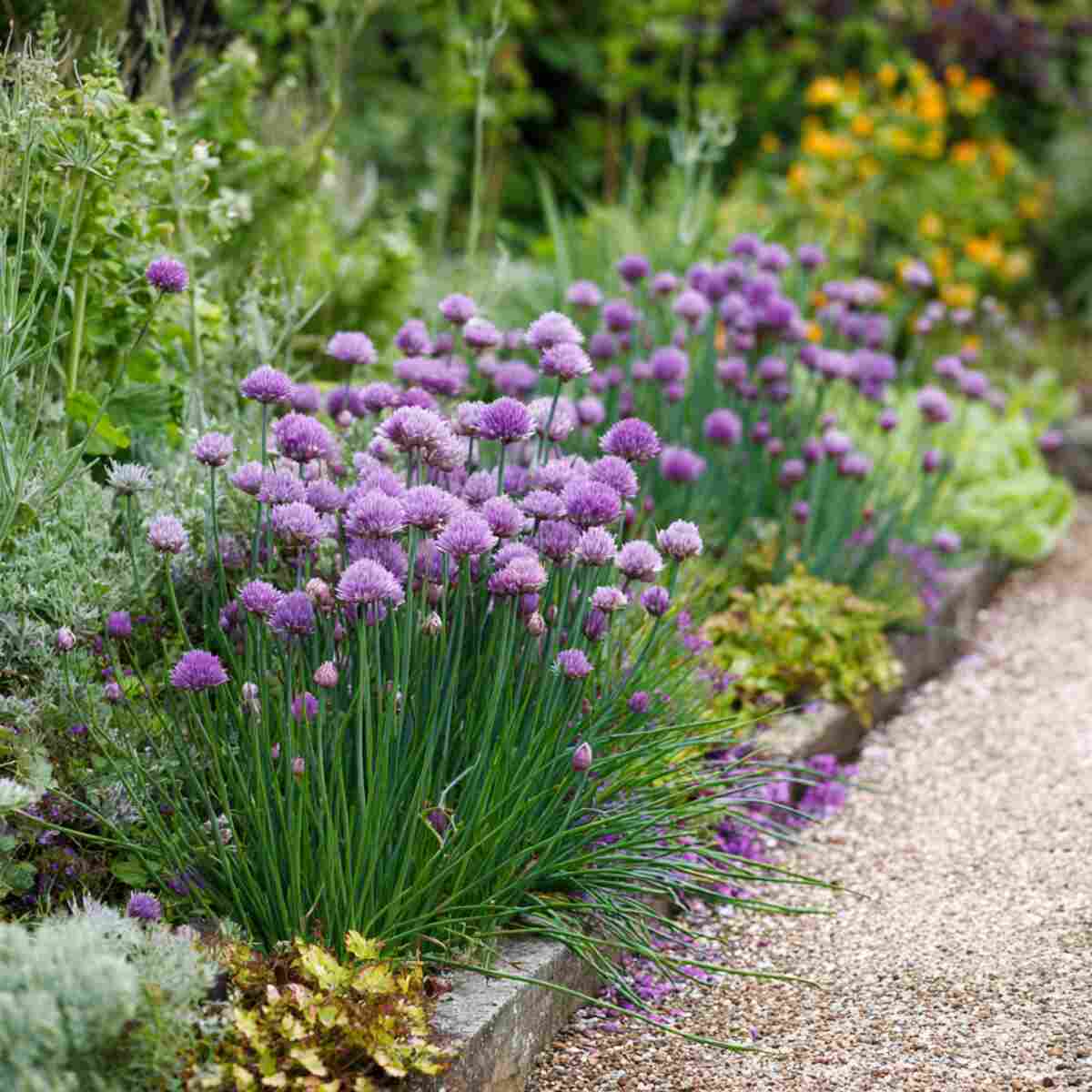 Chive Edging