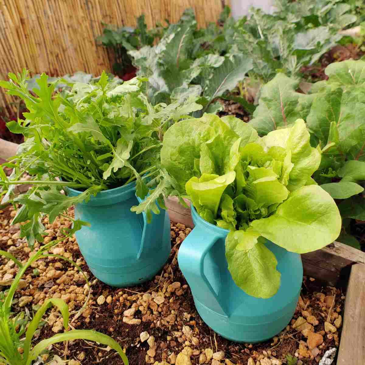 Leafy Greens (Lettuce, Spinach, Arugula)