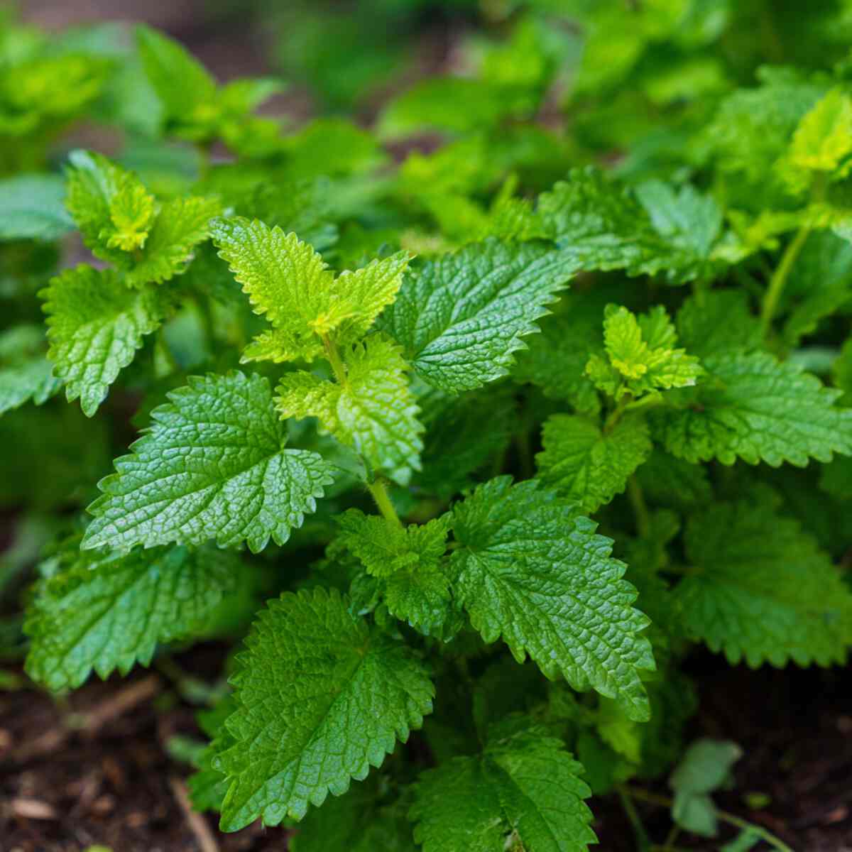 Lemon Balm