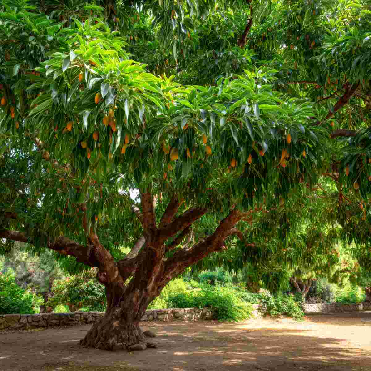 Mango Tree