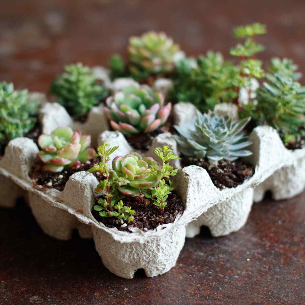 Mini Succulent Planters