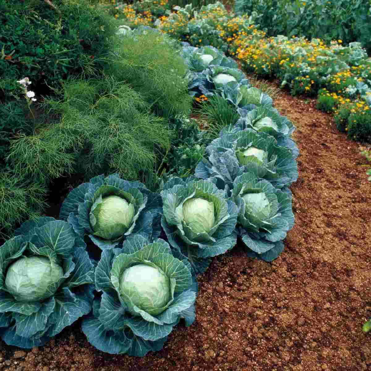 Cabbage and Dill Patch