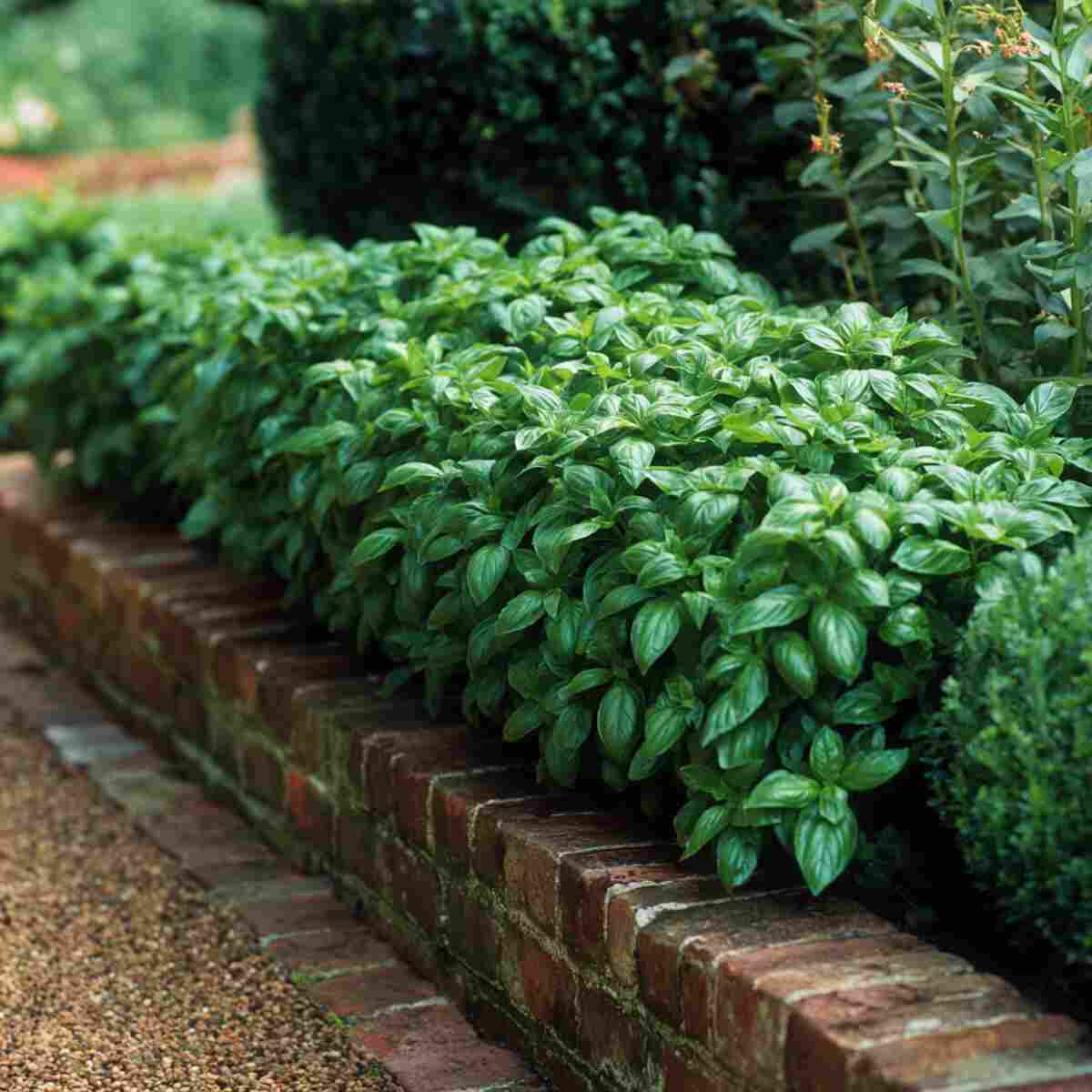 Compact Basil Hedge