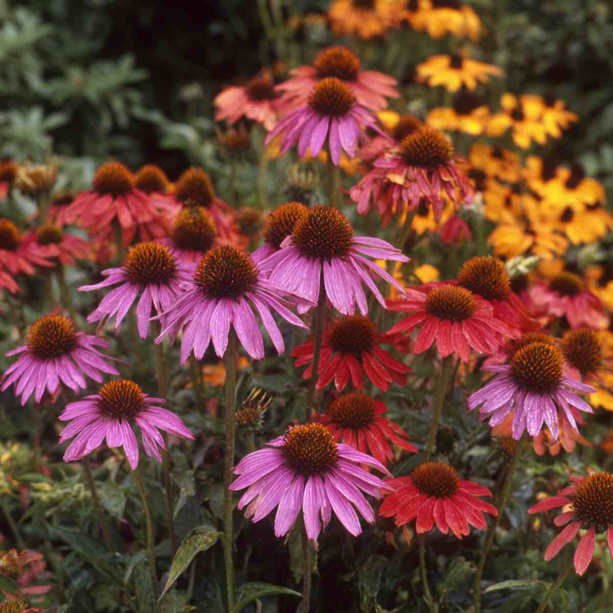 Echinacea
