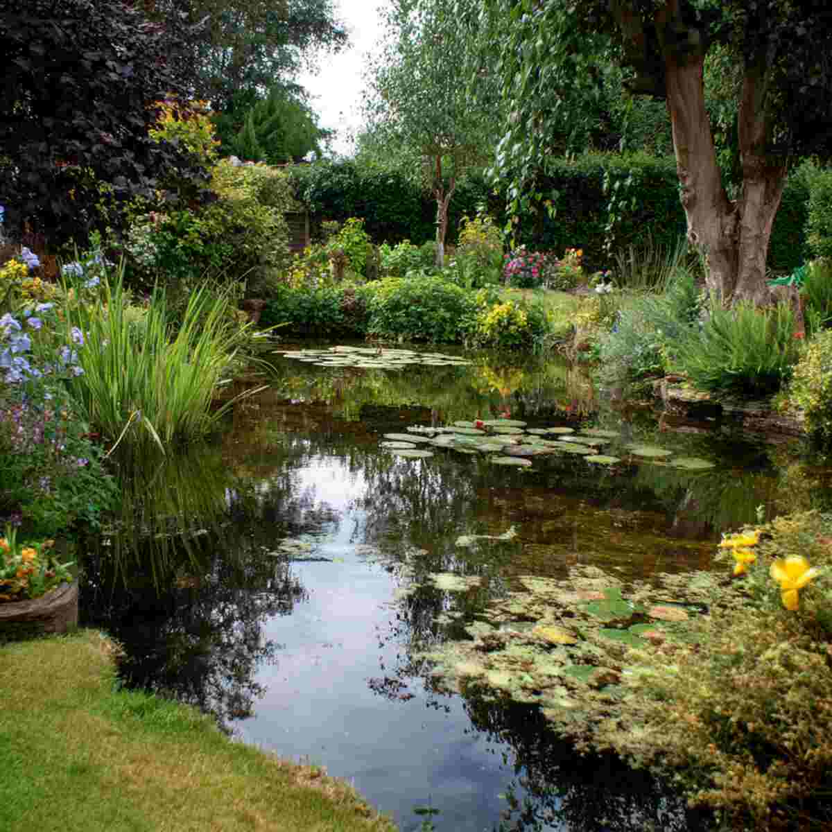 Garden Pond