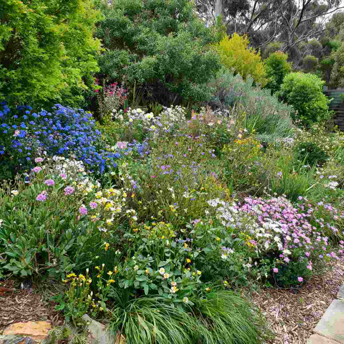 Native Plant Showcase