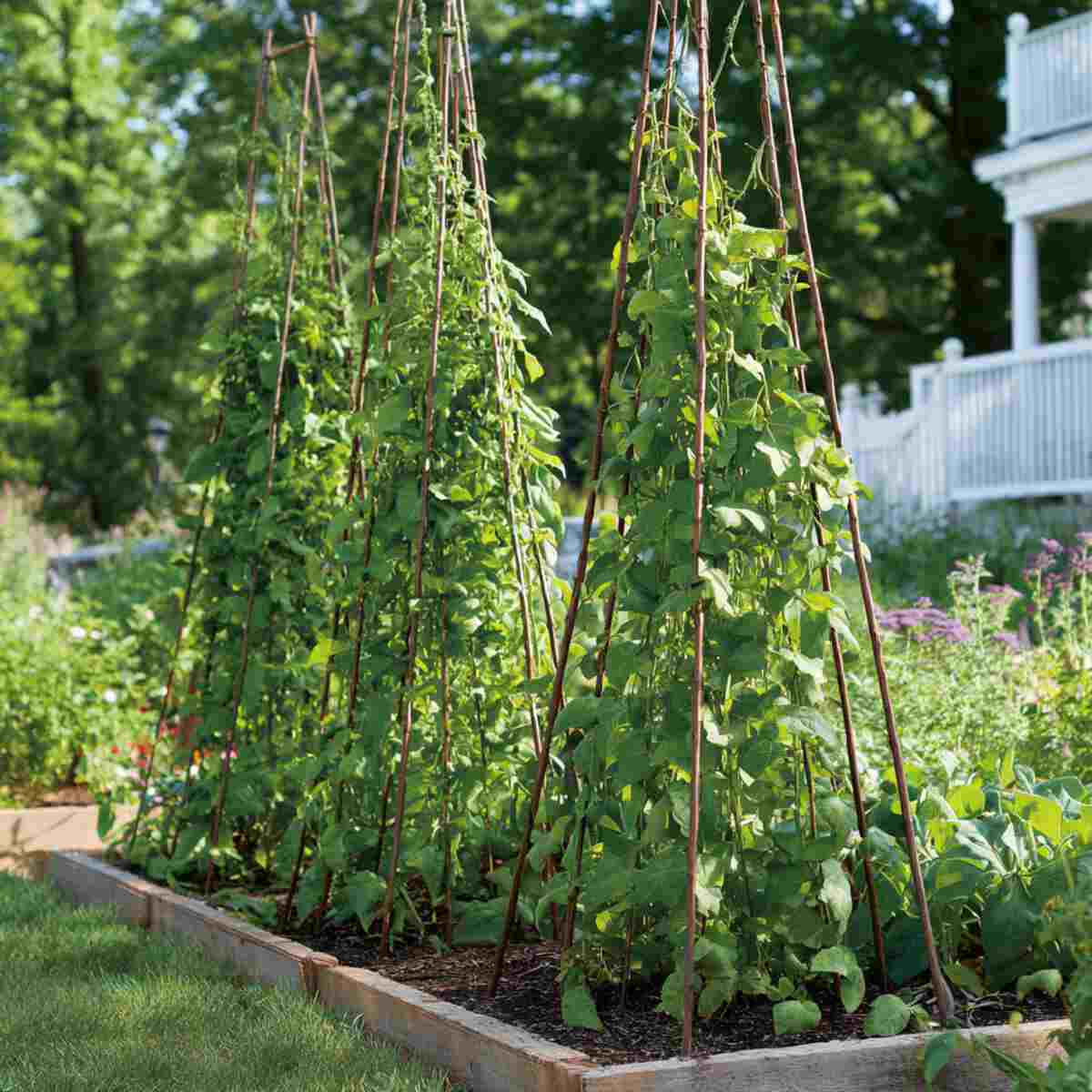 Obelisk Trellis Design