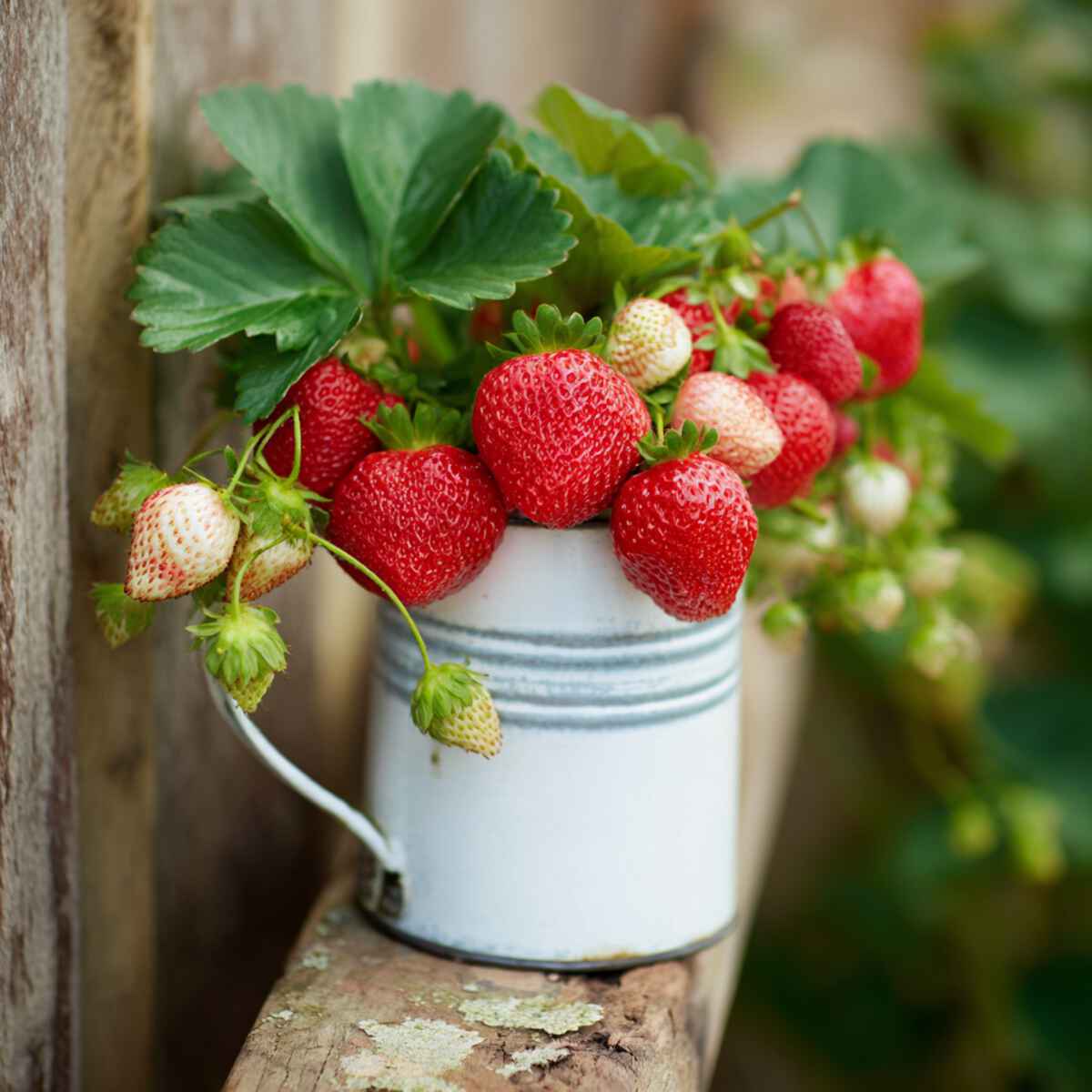 Strawberries