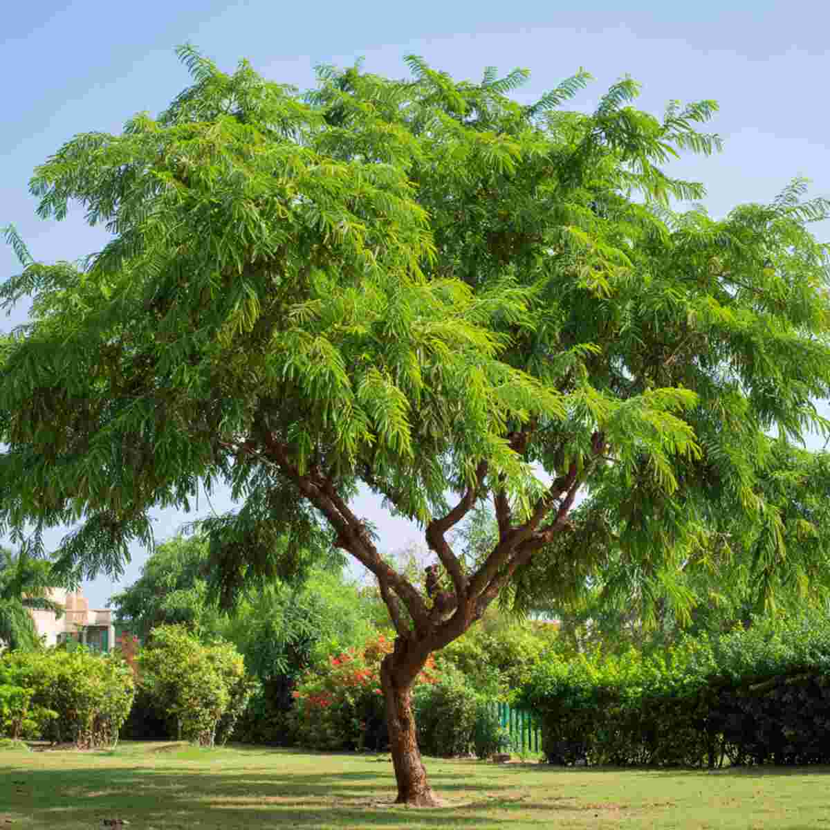Tamarind Tree