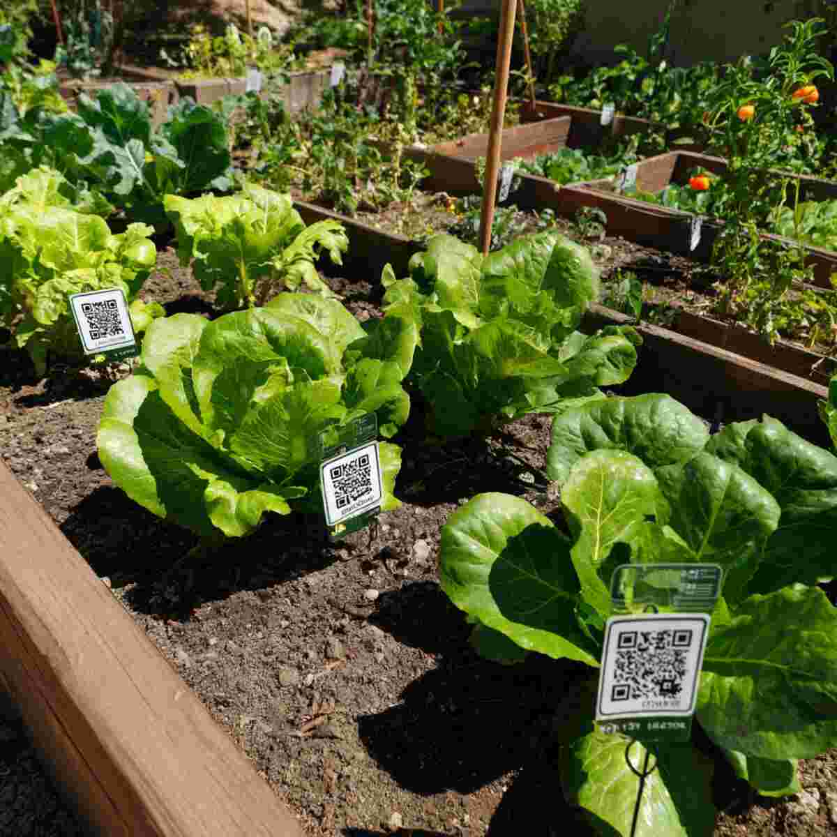 Vegetable Garden with QR Codes for Planting Tips